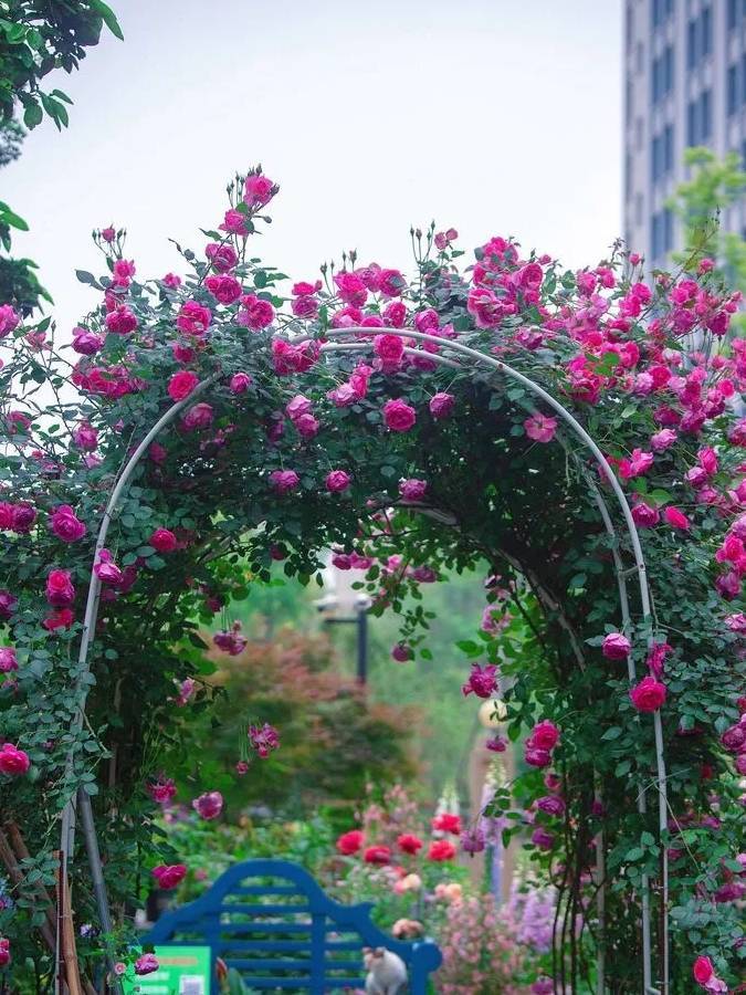 Biến sân nhỏ thành khu vườn mãn nhãn với cây cảnh "nữ hoàng", ai thấy cũng mê mẩn - Ảnh 4.