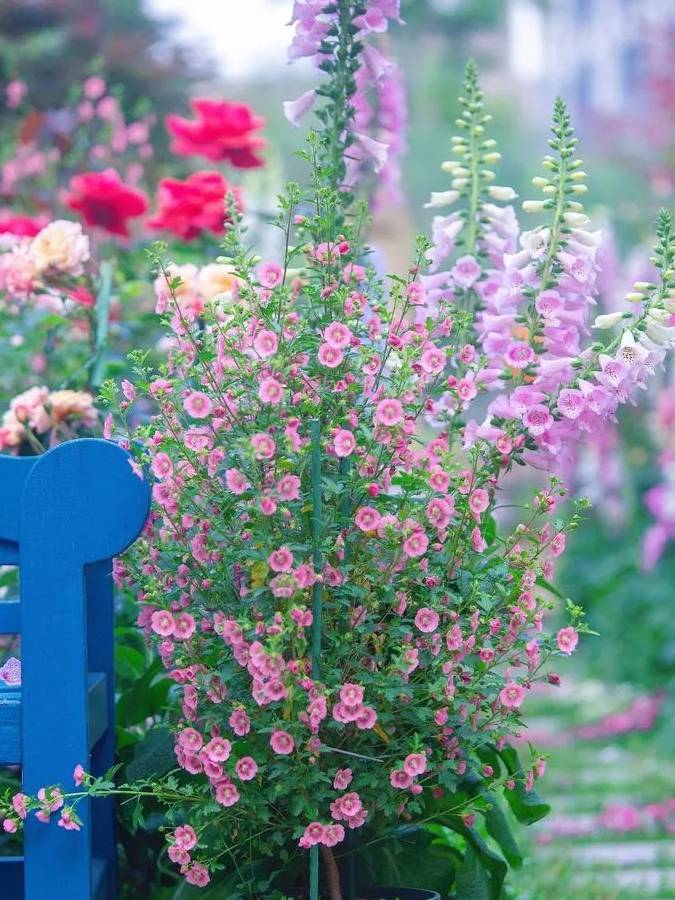 Chế "thần dược" tạo rễ, tăng sức mạnh cho cây cảnh chỉ bằng cách trộn 2 thứ dễ kiếm này - Ảnh 3.