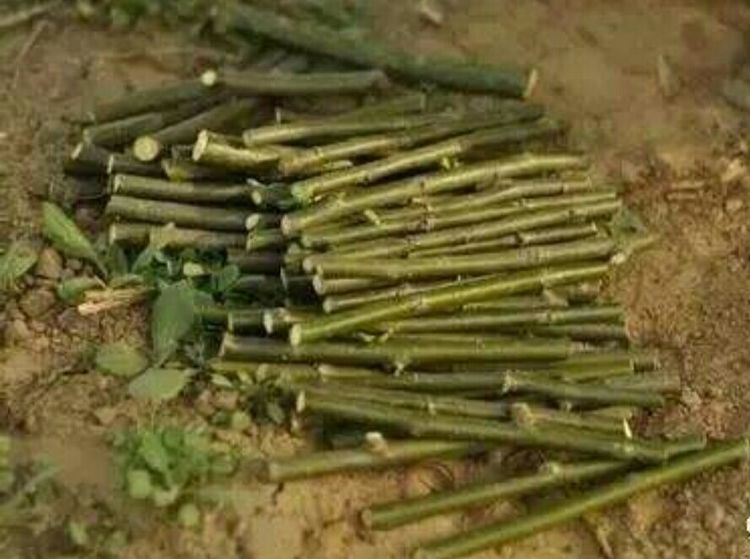 Chế "thần dược" tạo rễ, tăng sức mạnh cho cây cảnh chỉ bằng cách trộn 2 thứ dễ kiếm này - Ảnh 6.