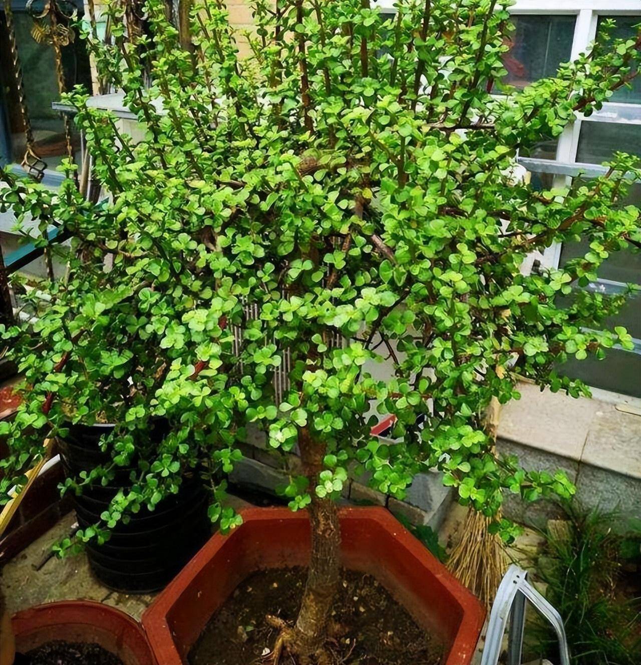 Nhà giàu hay không nhìn cây cảnh trước cửa, trồng 4 cây này tại nhà cầu may mắn, tốt lành - Ảnh 5.