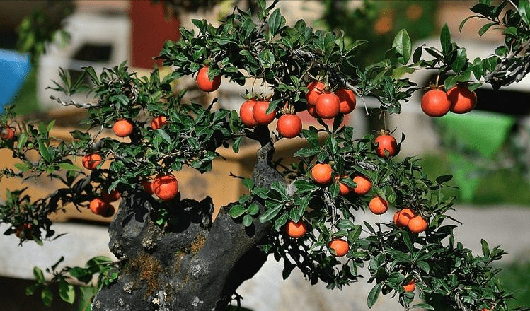 Nhà giàu hay không nhìn cây cảnh trước cửa, trồng 4 cây này tại nhà cầu may mắn, tốt lành - Ảnh 6.