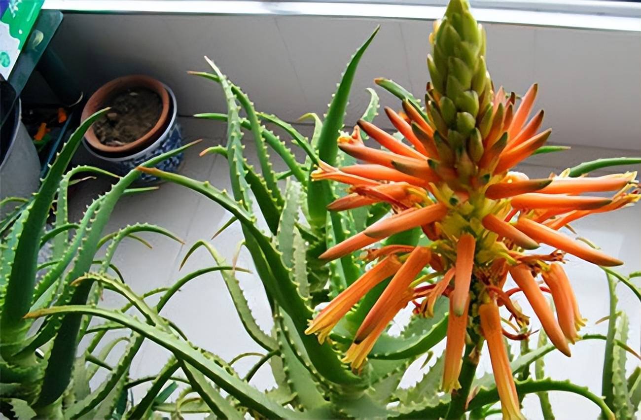 4 cây cảnh hiếm khi nở hoa, thấy nụ có nghĩa điềm lành sắp đến, đừng bỏ lỡ - Ảnh 7.