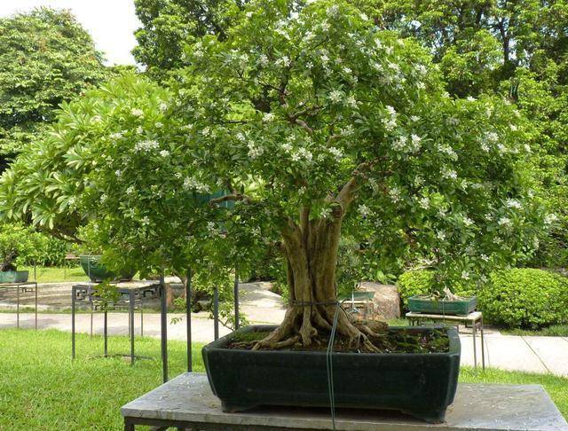 Trồng cây cảnh này, hoa thơm ngát, có tác dụng thanh lọc không khí, còn có thể làm thuốc quý - Ảnh 1. Trồng cây cảnh này, hoa thơm ngát, có tác dụng thanh lọc không khí, còn có thể làm thuốc quý - Ảnh 1.