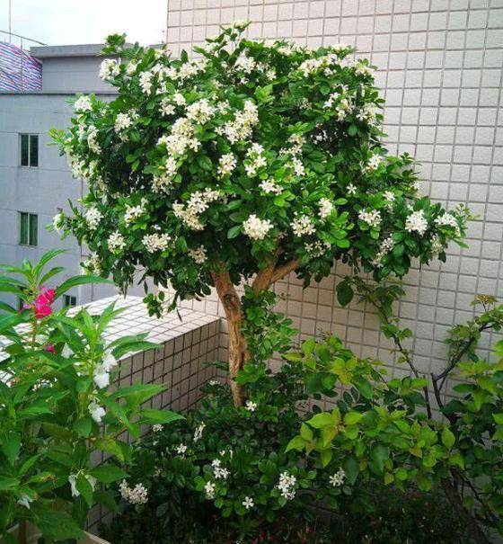 Trồng cây cảnh này, hoa thơm ngát, có tác dụng thanh lọc không khí, còn có thể làm thuốc quý - Ảnh 3. Trồng cây cảnh này, hoa thơm ngát, có tác dụng thanh lọc không khí, còn có thể làm thuốc quý - Ảnh 3.