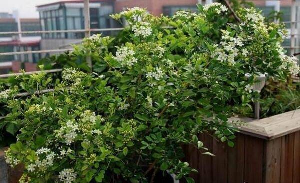 Trồng cây cảnh này, hoa thơm ngát, có tác dụng thanh lọc không khí, còn có thể làm thuốc quý - Ảnh 5. Trồng cây cảnh này, hoa thơm ngát, có tác dụng thanh lọc không khí, còn có thể làm thuốc quý - Ảnh 5.