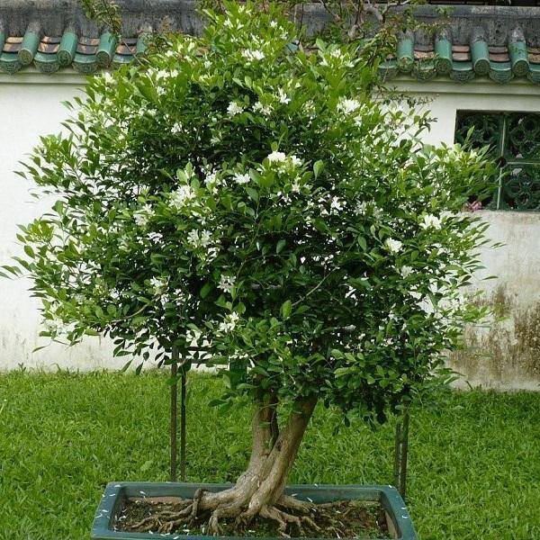 Trồng cây cảnh này, hoa thơm ngát, có tác dụng thanh lọc không khí, còn có thể làm thuốc quý - Ảnh 8. Trồng cây cảnh này, hoa thơm ngát, có tác dụng thanh lọc không khí, còn có thể làm thuốc quý - Ảnh 8.