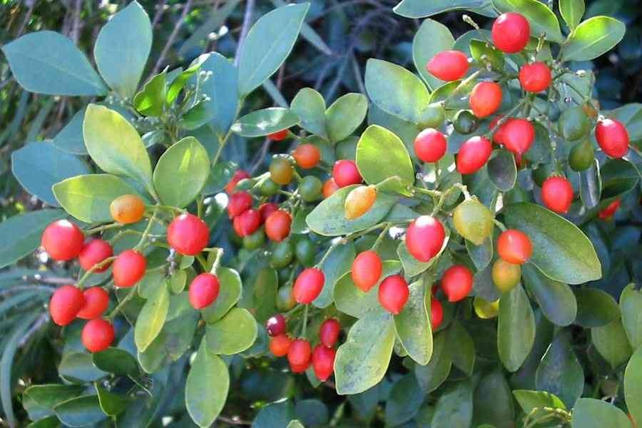 Trồng cây cảnh này, hoa thơm ngát, có tác dụng thanh lọc không khí, còn có thể làm thuốc quý - Ảnh 7. Trồng cây cảnh này, hoa thơm ngát, có tác dụng thanh lọc không khí, còn có thể làm thuốc quý - Ảnh 7.