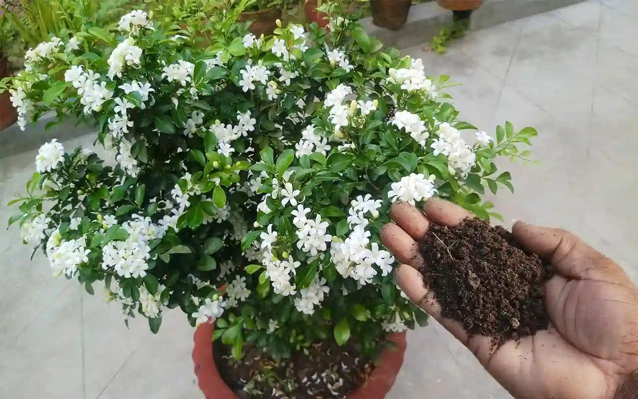 Trồng cây cảnh này, hoa thơm ngát, có tác dụng thanh lọc không khí, còn có thể làm thuốc quý - Ảnh 4. Trồng cây cảnh này, hoa thơm ngát, có tác dụng thanh lọc không khí, còn có thể làm thuốc quý - Ảnh 4.