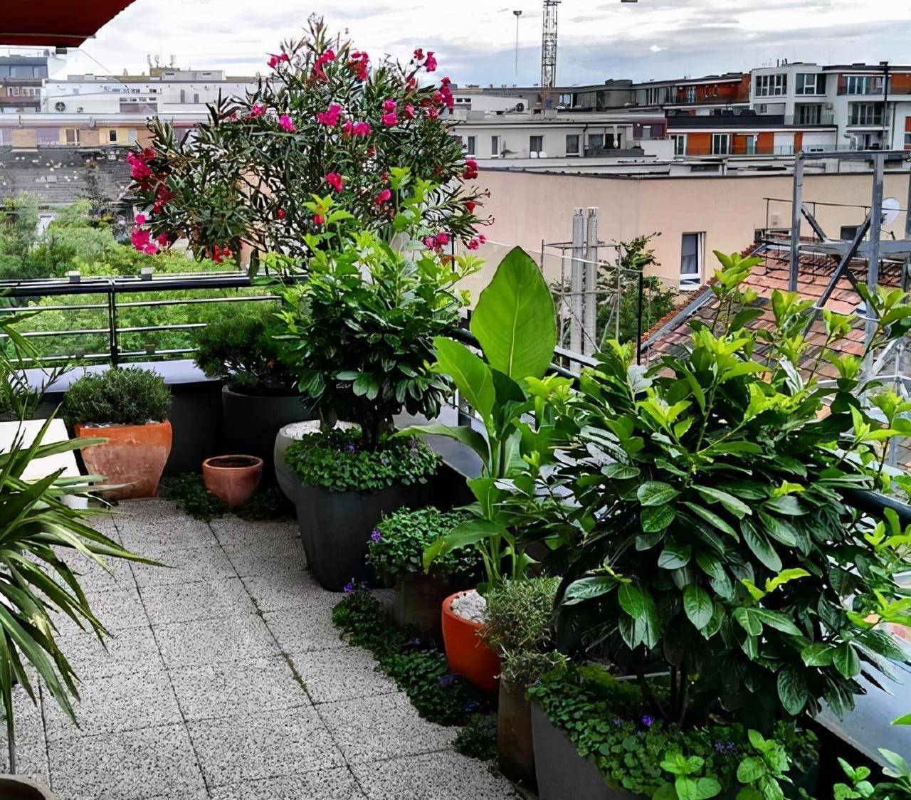 Trồng cây cảnh để chiêu tài, hút lộc, sức khỏe dồi dào cho gia đình cần lưu ý kiêng kỵ phong thủy này - Ảnh 7.