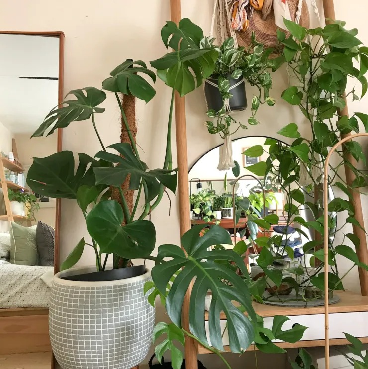 Cây cảnh lá to như cánh quạt, mang bình an, may mắn nhà giàu nào cũng thích trồng - Ảnh 8.