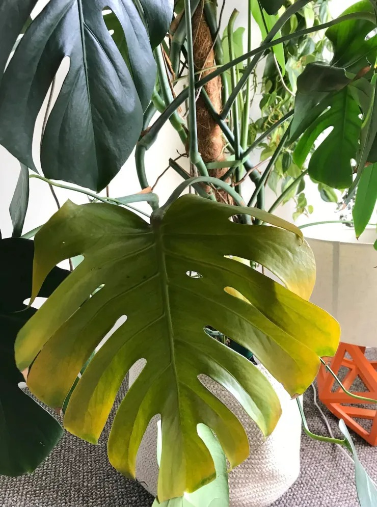 Cây cảnh lá to như cánh quạt, mang bình an, may mắn nhà giàu nào cũng thích trồng - Ảnh 5.