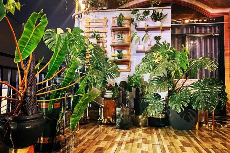 Cây cảnh lá to như cánh quạt, mang bình an, may mắn nhà giàu nào cũng thích trồng - Ảnh 1.