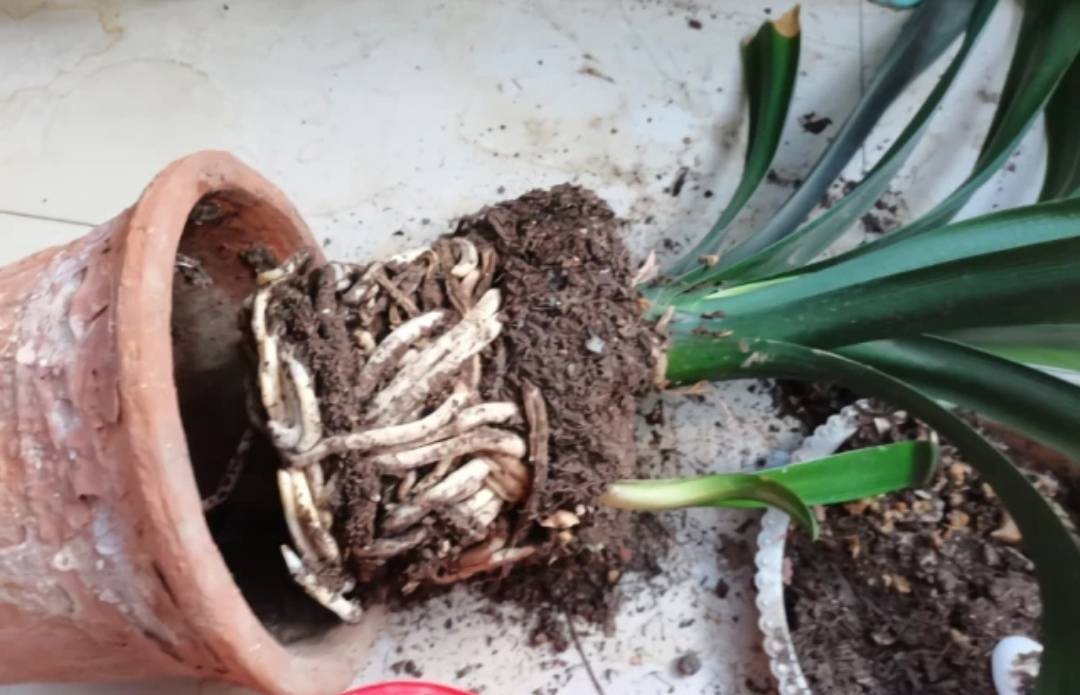 6 cây cảnh "tham ăn", mùa thu cần đổi chậu ngay nếu không cây sẽ gày còm, ốm yếu - Ảnh 2.