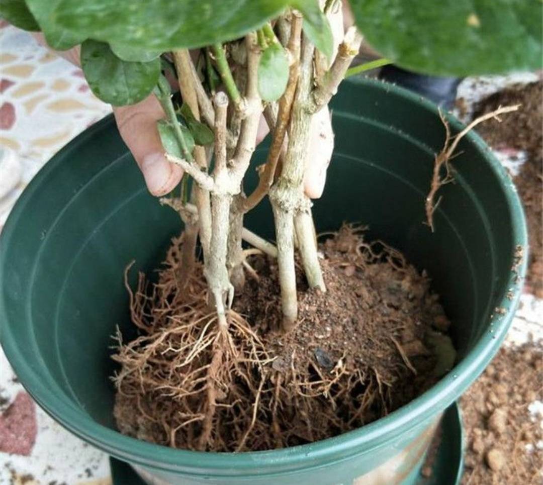 6 cây cảnh "tham ăn", mùa thu cần đổi chậu ngay nếu không cây sẽ gày còm, ốm yếu - Ảnh 4.