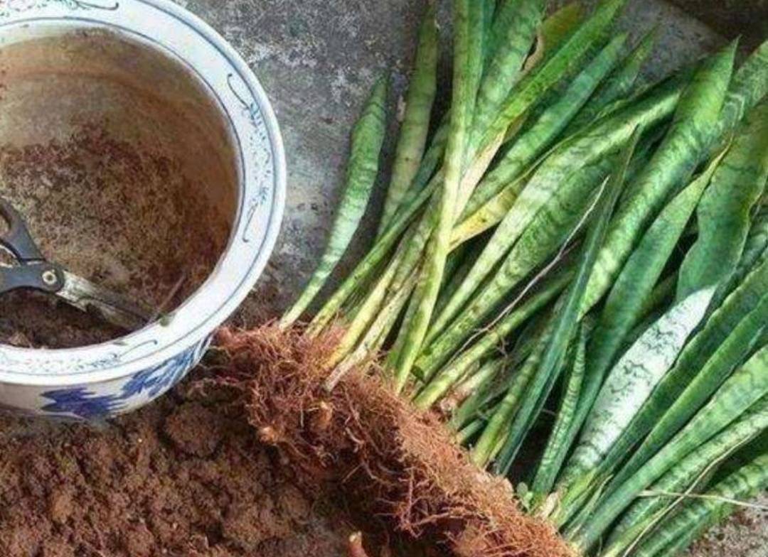 6 cây cảnh "tham ăn", mùa thu cần đổi chậu ngay nếu không cây sẽ gày còm, ốm yếu - Ảnh 6.