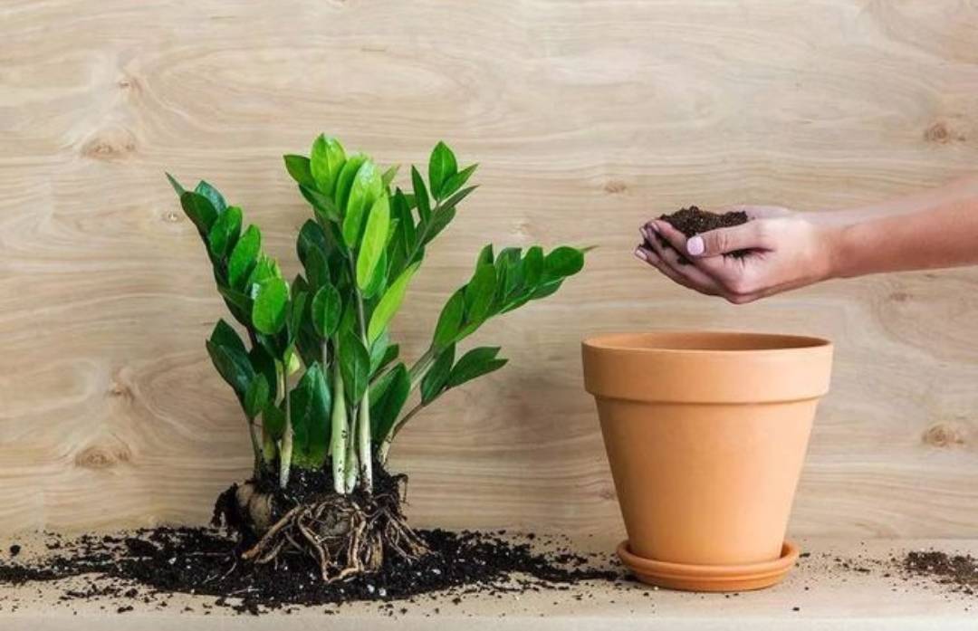 6 cây cảnh "tham ăn", mùa thu cần đổi chậu ngay nếu không cây sẽ gày còm, ốm yếu - Ảnh 8.