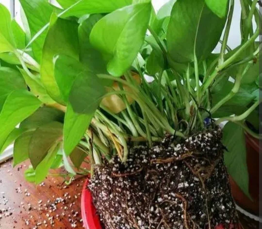 6 cây cảnh "tham ăn", mùa thu cần đổi chậu ngay nếu không cây sẽ gày còm, ốm yếu - Ảnh 10.