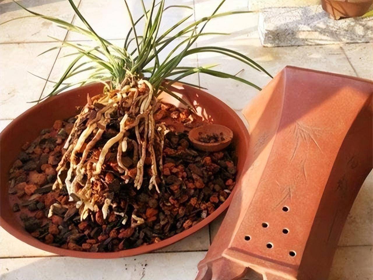 6 cây cảnh "tham ăn", mùa thu cần đổi chậu ngay nếu không cây sẽ gày còm, ốm yếu - Ảnh 12.