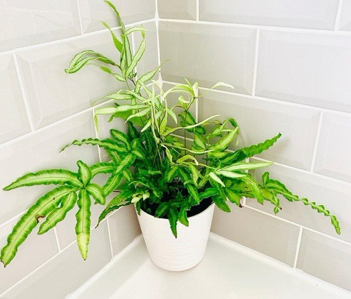 5 cây cảnh dương xỉ độc, đẹp, lạ, thích hợp trồng trong nhà thiếu sáng - Ảnh 8.