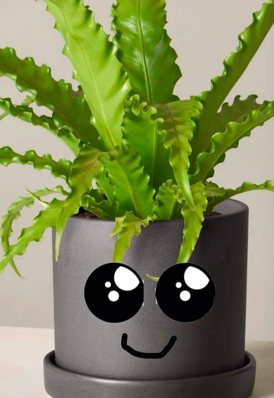 5 cây cảnh dương xỉ độc, đẹp, lạ, thích hợp trồng trong nhà thiếu sáng - Ảnh 3.