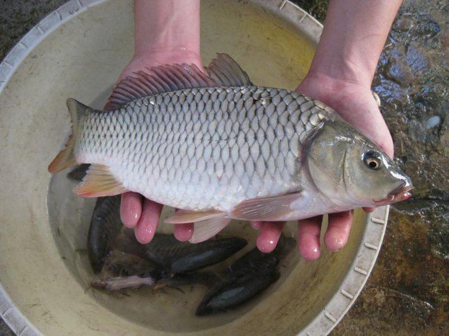 Kho cá mãi vẫn không ngon lại có mùi tanh nồng, ghi nhớ 4 điều này món ăn cực hoàn hảo - Ảnh 1.