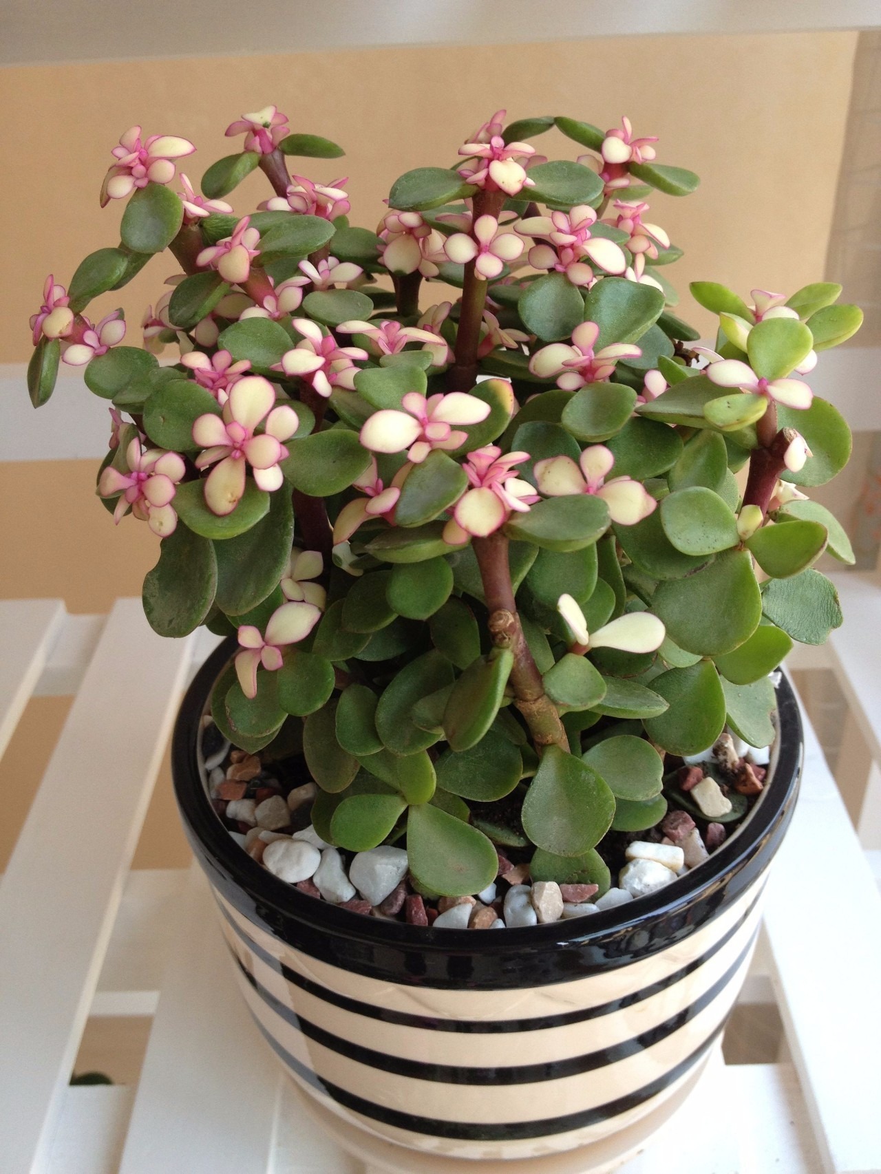 4 cây cảnh tuyệt đẹp, càng nuôi lâu càng đắt giá, có thể sống hàng trăm năm, vật báu gia truyền - Ảnh 12.