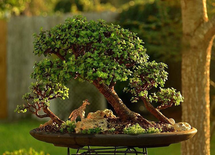 Trồng cây cảnh tốt lành này như đặt vàng bạc trong nhà, trồng lâu sẽ thành "bảo bối" - Ảnh 5.