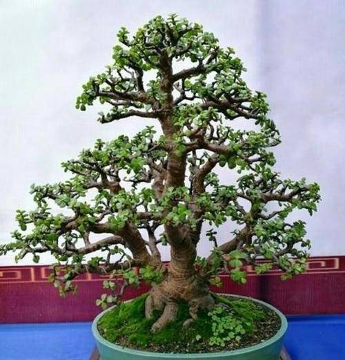 4 cây cảnh giá rẻ, tiềm năng vô hạn, trồng 1 năm "chim sẻ hóa phượng hoàng" - Ảnh 1. 4 cây cảnh giá rẻ, tiềm năng vô hạn, trồng 1 năm "chim sẻ hóa phượng hoàng" - Ảnh 1.