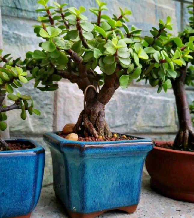 Trồng cây cảnh tốt lành này như đặt vàng bạc trong nhà, trồng lâu sẽ thành "bảo bối" - Ảnh 4.