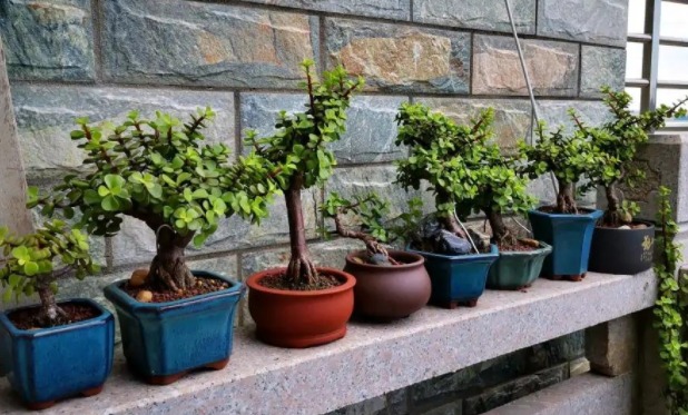 Trồng cây cảnh tốt lành này như đặt vàng bạc trong nhà, trồng lâu sẽ thành "bảo bối" - Ảnh 3.