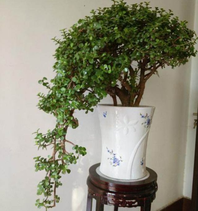 Trồng cây cảnh tốt lành này như đặt vàng bạc trong nhà, trồng lâu sẽ thành "bảo bối" - Ảnh 2.