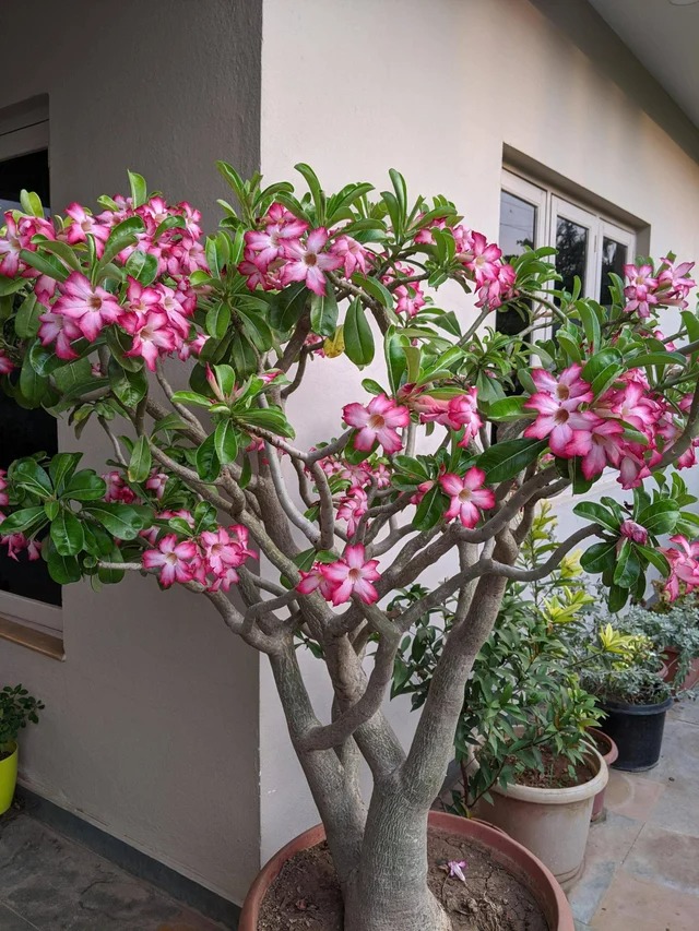 4 cây cảnh tuyệt đẹp, càng nuôi lâu càng đắt giá, có thể sống hàng trăm năm, vật báu gia truyền - Ảnh 3.