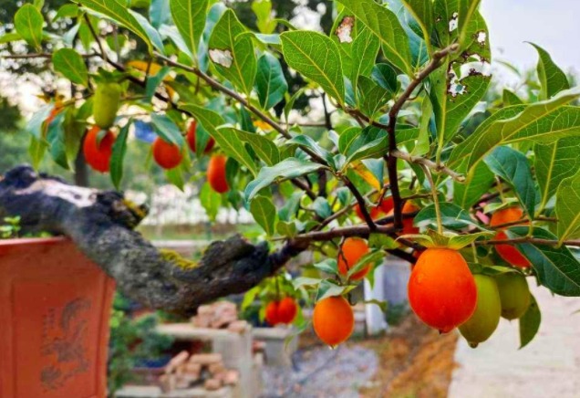 4 cây cảnh tuyệt đẹp, càng nuôi lâu càng đắt giá, có thể sống hàng trăm năm, vật báu gia truyền - Ảnh 6.