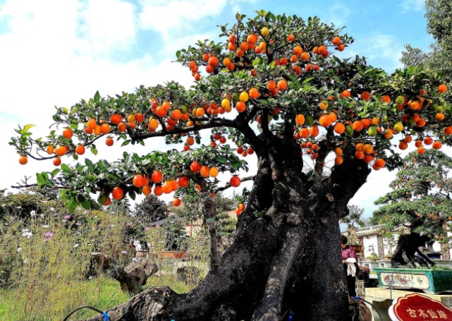 4 cây cảnh tuyệt đẹp, càng nuôi lâu càng đắt giá, có thể sống hàng trăm năm, vật báu gia truyền - Ảnh 5.