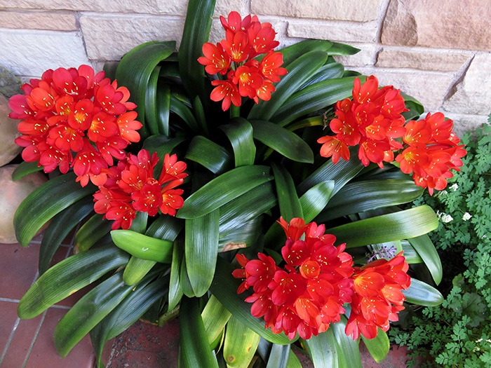 4 cây cảnh tuyệt đẹp, càng nuôi lâu càng đắt giá, có thể sống hàng trăm năm, vật báu gia truyền - Ảnh 8.