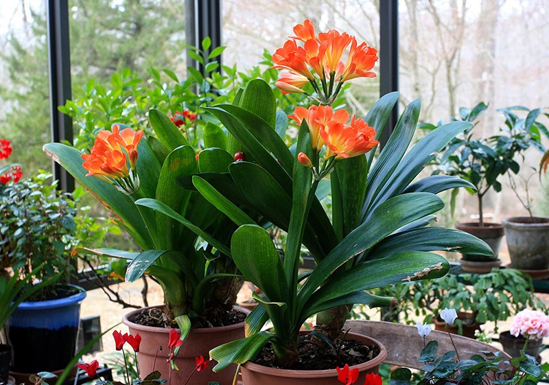 4 cây cảnh tuyệt đẹp, càng nuôi lâu càng đắt giá, có thể sống hàng trăm năm, vật báu gia truyền - Ảnh 7.