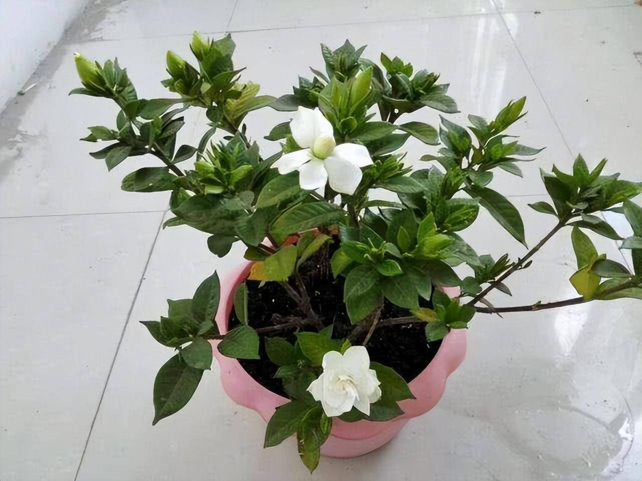 Mùa thu, cây cảnh này cần "3 thêm, 1 bớt, 1 thay", hoa nở trắng chậu một lần nữa, hương thơm tứ phía - Ảnh 6.