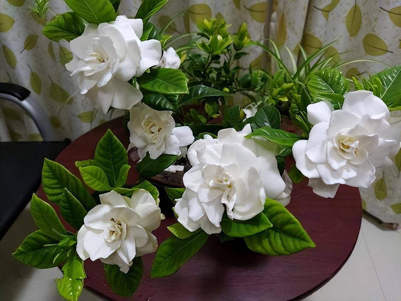 Mùa thu, cây cảnh này cần "3 thêm, 1 bớt, 1 thay", hoa nở trắng chậu một lần nữa, hương thơm tứ phía - Ảnh 5.