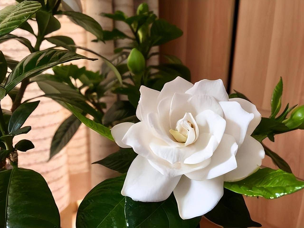 Mùa thu, cây cảnh này cần "3 thêm, 1 bớt, 1 thay", hoa nở trắng chậu một lần nữa, hương thơm tứ phía - Ảnh 4.