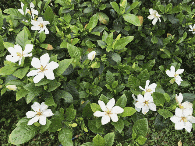 Mùa thu, cây cảnh này cần "3 thêm, 1 bớt, 1 thay", hoa nở trắng chậu một lần nữa, hương thơm tứ phía - Ảnh 1.