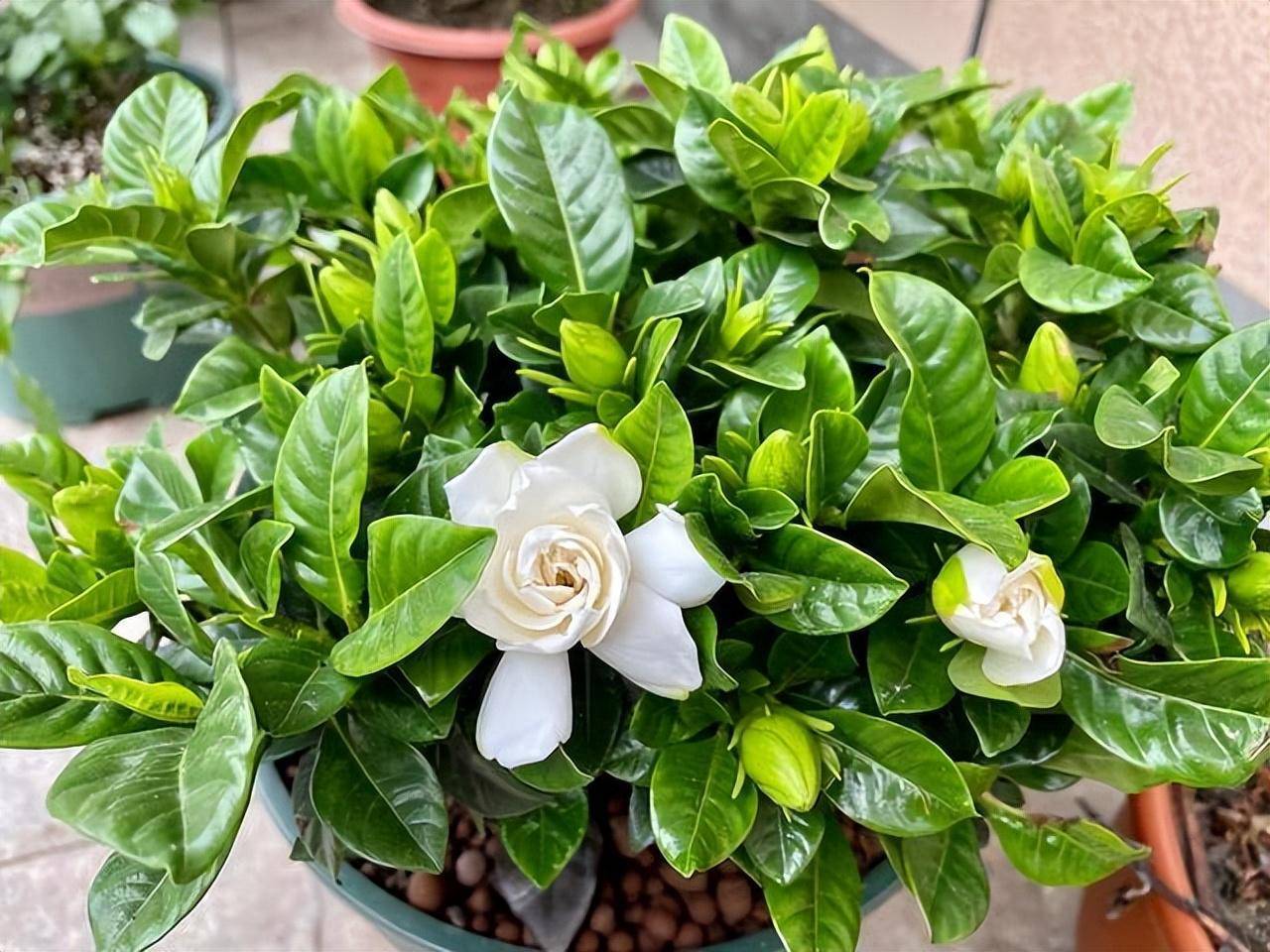 Mùa thu, cây cảnh này cần "3 thêm, 1 bớt, 1 thay", hoa nở trắng chậu một lần nữa, hương thơm tứ phía - Ảnh 8.