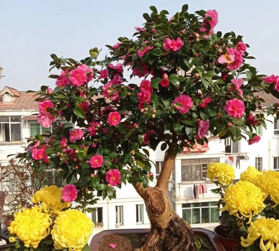 5 cây cảnh cần "vỗ béo" vào mùa thu để có sức vóc vạm vỡ để sinh nở con đàn cháu đống - Ảnh 8.