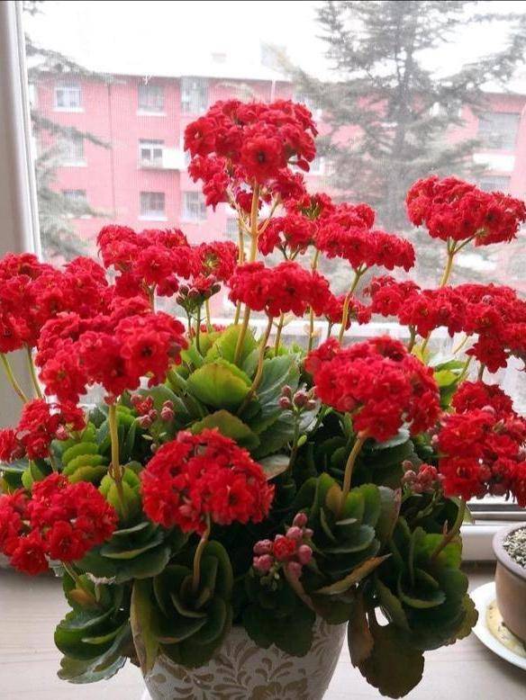 Hàng "hiếm, độc, lạ" của cây cảnh sống đời, đẹp đến nao lòng, thấy là nghiện - Ảnh 8. Hàng "hiếm, độc, lạ" của cây cảnh sống đời, đẹp đến nao lòng, thấy là nghiện - Ảnh 8.