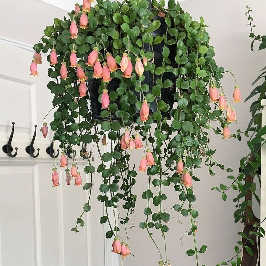 Hàng "hiếm, độc, lạ" của cây cảnh sống đời, đẹp đến nao lòng, thấy là nghiện - Ảnh 4. Hàng "hiếm, độc, lạ" của cây cảnh sống đời, đẹp đến nao lòng, thấy là nghiện - Ảnh 4.