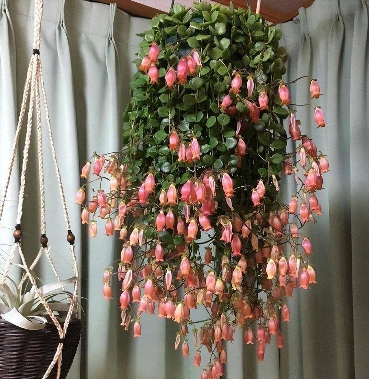 Hàng "hiếm, độc, lạ" của cây cảnh sống đời, đẹp đến nao lòng, thấy là nghiện - Ảnh 2. Hàng "hiếm, độc, lạ" của cây cảnh sống đời, đẹp đến nao lòng, thấy là nghiện - Ảnh 2.