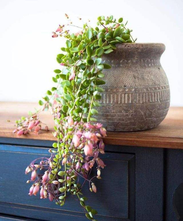 Hàng "hiếm, độc, lạ" của cây cảnh sống đời, đẹp đến nao lòng, thấy là nghiện - Ảnh 3. Hàng "hiếm, độc, lạ" của cây cảnh sống đời, đẹp đến nao lòng, thấy là nghiện - Ảnh 3.