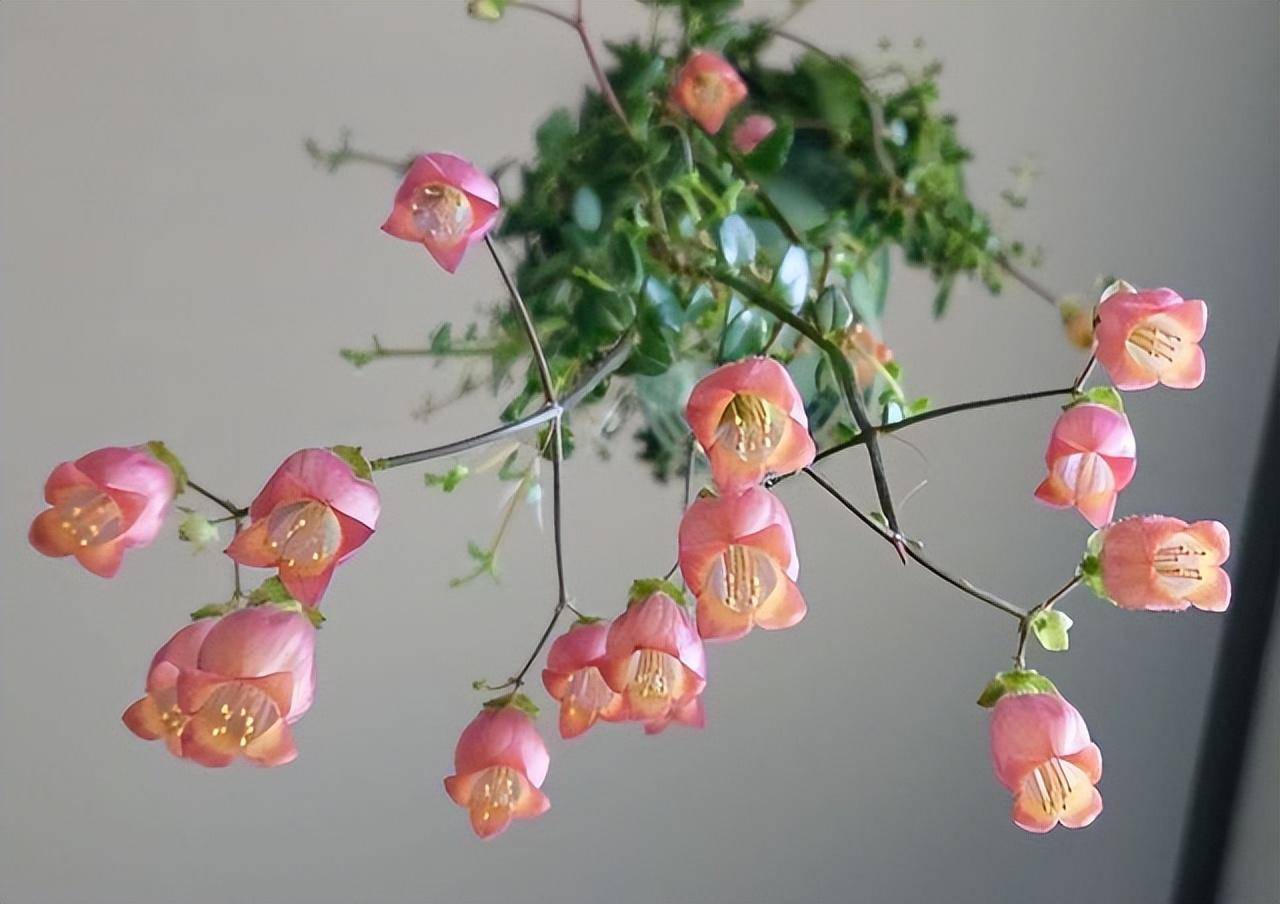 Hàng "hiếm, độc, lạ" của cây cảnh sống đời, đẹp đến nao lòng, thấy là nghiện - Ảnh 5. Hàng "hiếm, độc, lạ" của cây cảnh sống đời, đẹp đến nao lòng, thấy là nghiện - Ảnh 5.