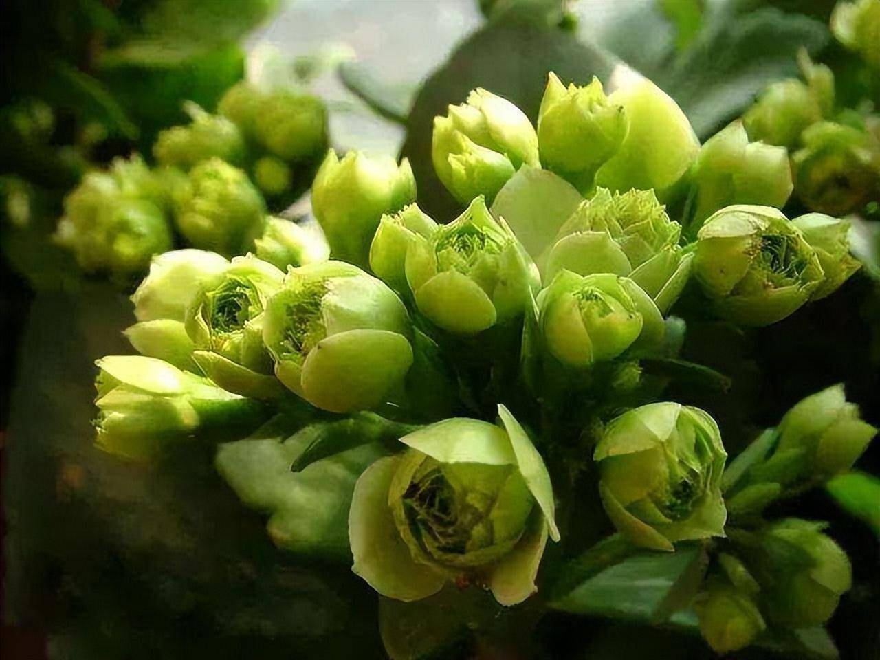 Hàng "hiếm, độc, lạ" của cây cảnh sống đời, đẹp đến nao lòng, thấy là nghiện - Ảnh 7. Hàng "hiếm, độc, lạ" của cây cảnh sống đời, đẹp đến nao lòng, thấy là nghiện - Ảnh 7.