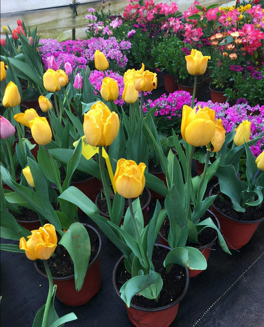 5 cây cảnh nở hoa đêm Giao thừa, trồng ngay lúc này để đem may mắn, điềm lành vào nhà lúc năm mới - Ảnh 3.