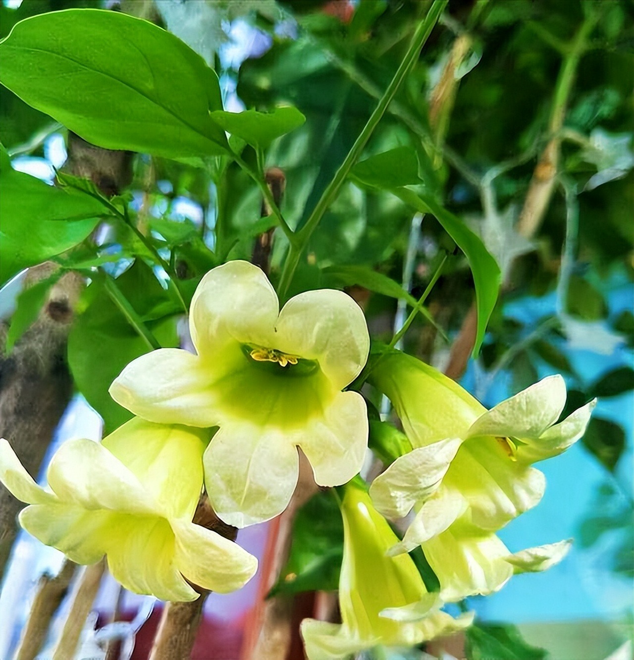 Người xưa nói: "6 cây cảnh phú quý không dễ nở hoa, hoa nở là điềm lành đang đến, hạnh phúc đong đầy" - Ảnh 5. Người xưa nói: "6 cây cảnh phú quý không dễ nở hoa, hoa nở là điềm lành đang đến, hạnh phúc đong đầy" - Ảnh 5.